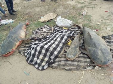 Punjab grapples with fallout of grave ecological disaster as leak from sugar factory kills thousands of fishes in Beas river Punjab grapples with fallout of grave ecological disaster as leak from sugar factory kills thousands of fishes in Beas river