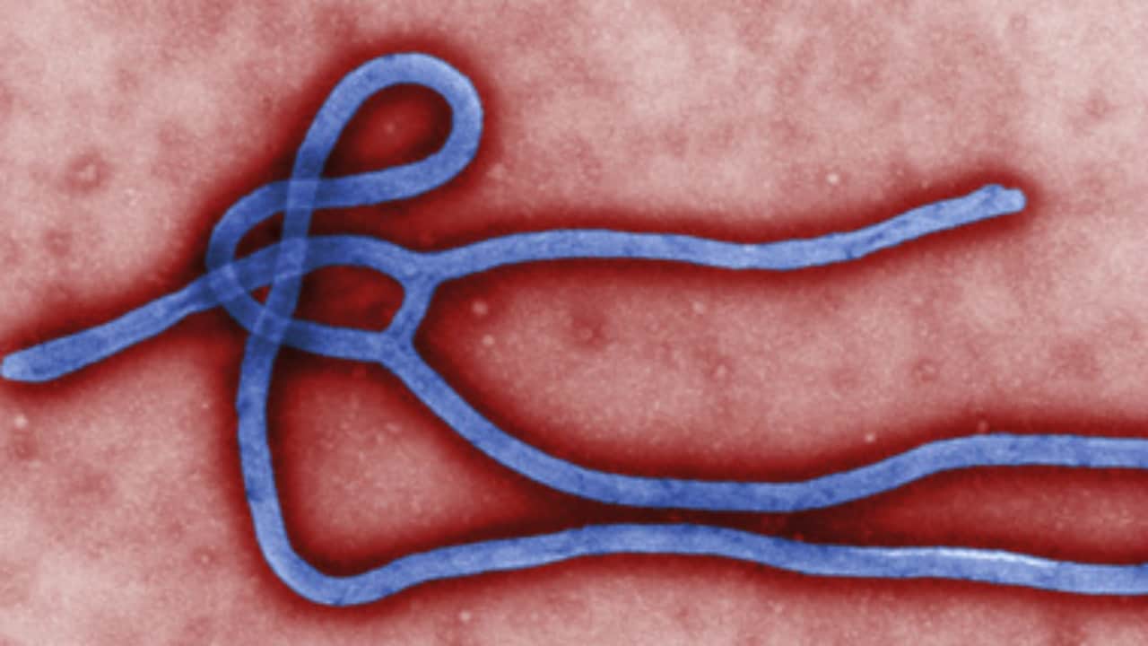 The Ebola virus. Reuters
