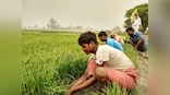 Govt plans to incentivise contract farming: Centre should encourage large firms to be part of plan; decision will bring transparency of purchases and sales