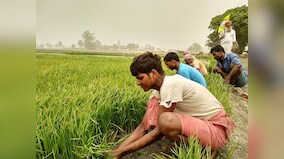 Govt plans to incentivise contract farming: Centre should encourage large firms to be part of plan; decision will bring transparency of purchases and sales