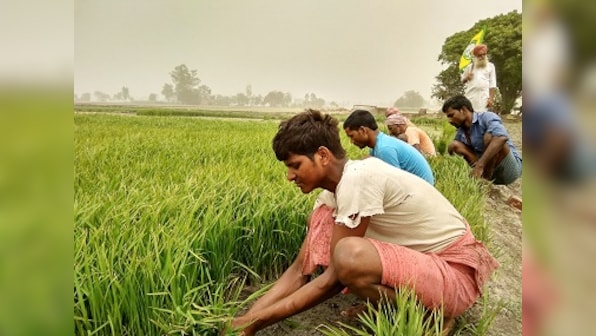 Paddy in Punjab, Part 2: High-cost farming is degrading quality of soil, driving small farmers to ruin