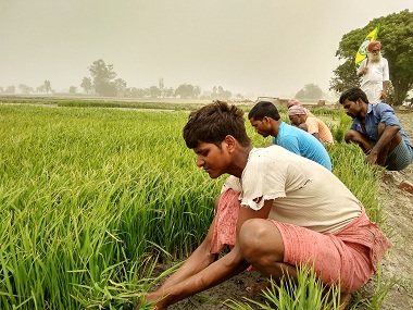 Paddy in Punjab, Part 2: High-cost farming is degrading quality of soil, driving small farmers to ruin Paddy in Punjab, Part 2: High-cost farming is degrading quality of soil, driving small farmers to ruin