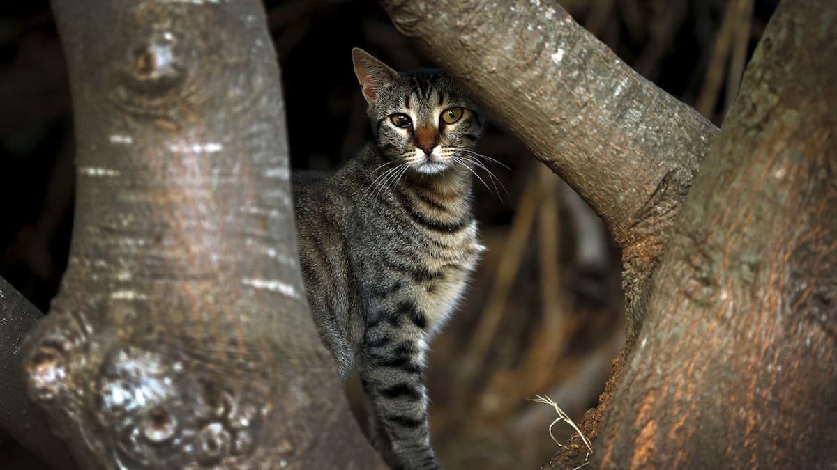 Feral cats kill over a million reptiles a day in Australia Study