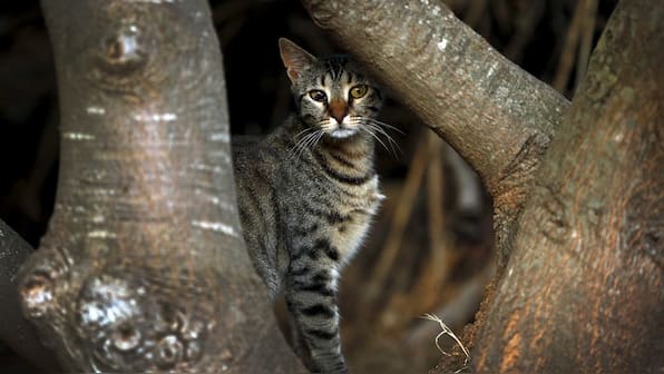 Feral cats kill over a million reptiles a day in Australia: Study