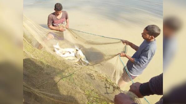 Paddy in Punjab, Part III: State’s farmers discover there is life beyond rice and wheat, take to animal farming, fishery