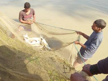 Paddy in Punjab, Part III: State’s farmers discover there is life beyond rice and wheat, take to animal farming, fishery