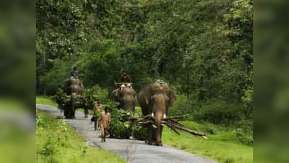 India's forest cover has increased by 1.29% from 2009 to 2015, reports Environment Minister Harsh Vardhan