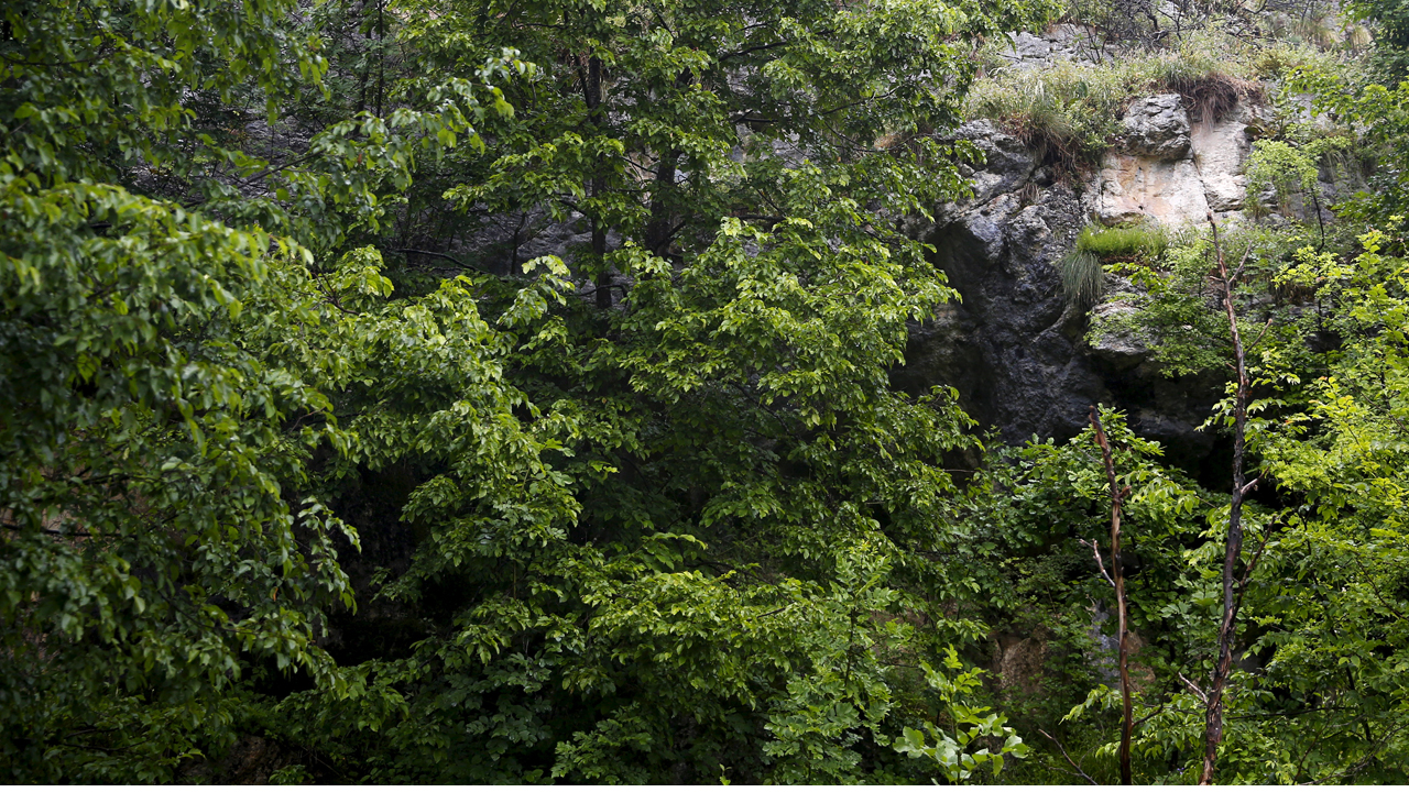 Tree-planting has enormous potential but significant socio-ecological challenges for climate action Tree-planting has enormous potential but significant socio-ecological challenges for climate action