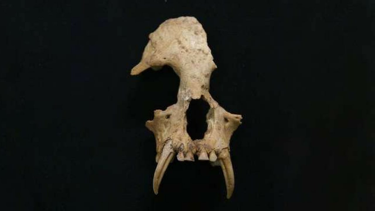 New gibbon genus discovered in ancient Chinese tomb. Image: Zoological Society of London