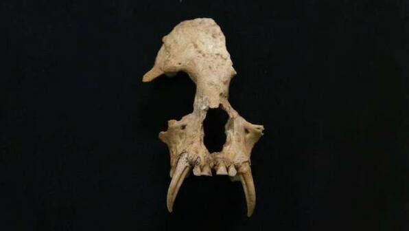 Research finds new genus, species of now extinct gibbon in China