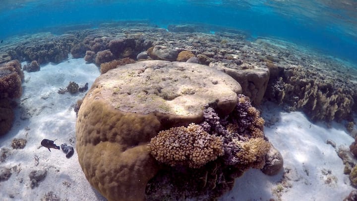 Scientists discover giant, hidden deep-sea coral reef system off US coast
