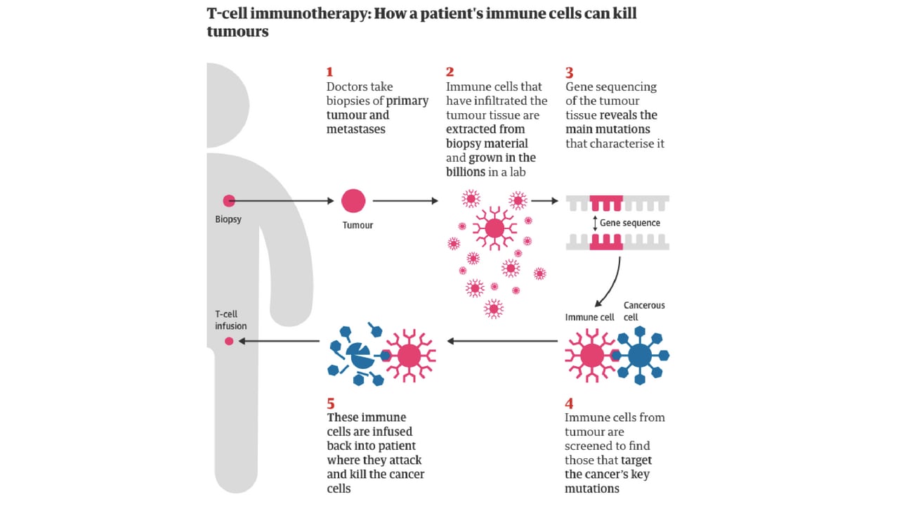 T-Cell immunotherapy graphic. Image: The Guardian