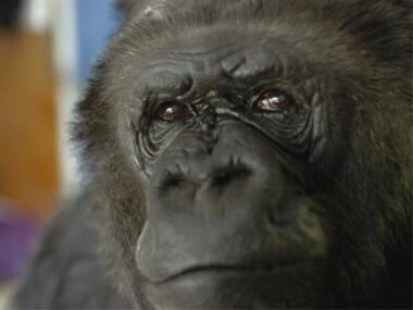 File image of Koko the gorilla. Twitter @JaneGoodallInst