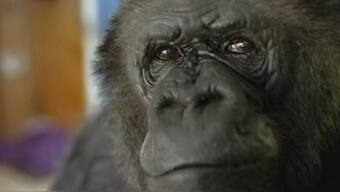 Famed gorilla Koko, known for mastering sign language, dies in California at 46