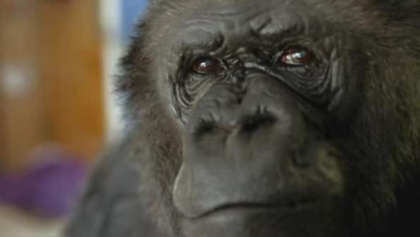 Famed gorilla Koko, known for mastering sign language, dies in California at 46