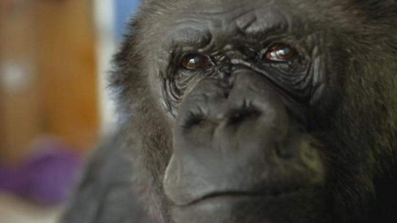 Famed gorilla Koko, known for mastering sign language, dies in California at 46 Famed gorilla Koko, known for mastering sign language, dies in California at 46