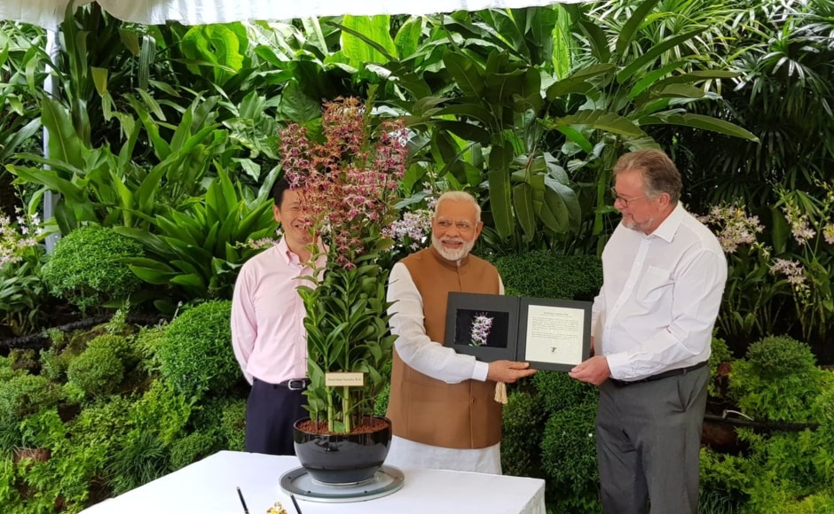 An orchid, Dendrobrium Narendra Modi, was also named after the prime minister to mark his visit to the National Orchid Garden of Singapore on Saturday. Twitter@MEAIndia An orchid, Dendrobrium Narendra Modi, was also named after the prime minister to mark his visit to the National Orchid Garden of Singapore on Saturday. Twitter@MEAIndia