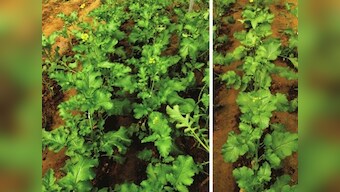 Researchers develop an early flowering transgenic variety of mustard