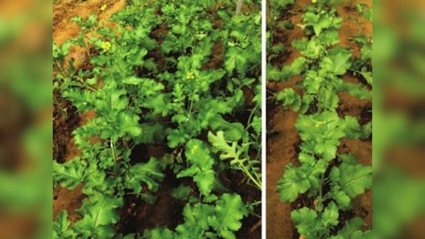 Researchers develop an early flowering transgenic variety of mustard