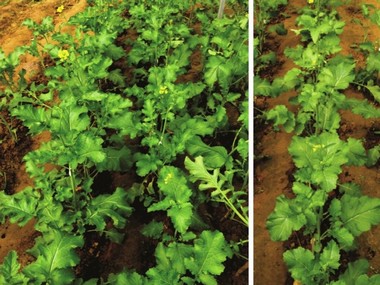 Researchers develop an early flowering transgenic variety of mustard Researchers develop an early flowering transgenic variety of mustard