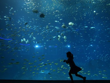 World Oceans Day Quiz: Plastic trash is damaging oceans; take this quiz to check your knowledge of the problem World Oceans Day Quiz: Plastic trash is damaging oceans; take this quiz to check your knowledge of the problem