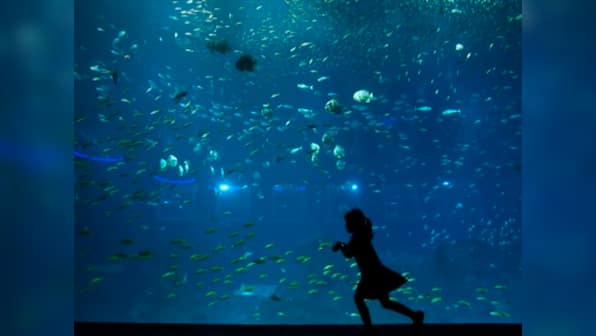 World Oceans Day Quiz: Plastic trash is damaging oceans; take this quiz to check your knowledge of the problem
