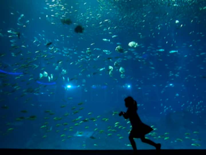World Oceans Day Quiz: Plastic trash is damaging oceans; take this quiz to check your knowledge of the problem