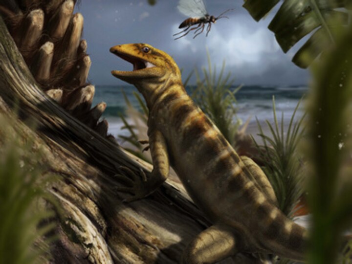 Scientist have found the fossil of 240 million year old lizard which roamed the earth when dinosaurs were still new