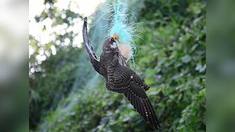 The Pangti Story documents how a Nagaland village went from hunting the Amur Falcon to conserving it