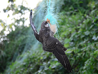 The Pangti Story documents how a Nagaland village went from hunting the Amur Falcon to conserving it The Pangti Story documents how a Nagaland village went from hunting the Amur Falcon to conserving it