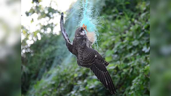 The Pangti Story documents how a Nagaland village went from hunting the Amur Falcon to conserving it