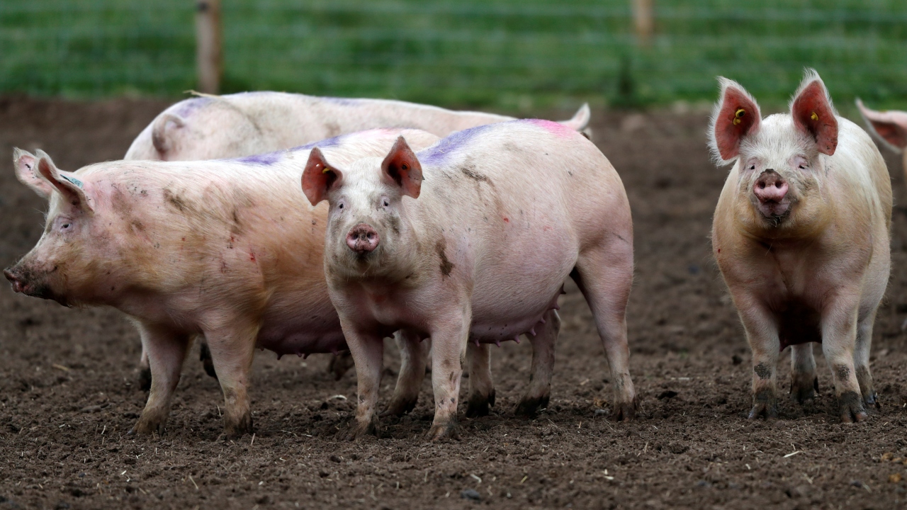 China culls over 38,000 pigs amid fears of an African swine fever outbreak China culls over 38,000 pigs amid fears of an African swine fever outbreak