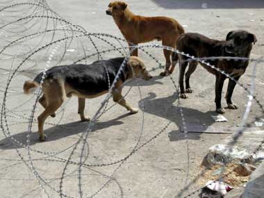 SC issues notices to Uttar Pradesh govt, Animal Welfare Board over plea alleging culling of stray dogs SC issues notices to Uttar Pradesh govt, Animal Welfare Board over plea alleging culling of stray dogs
