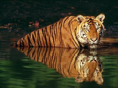 In territorial fight, tiger eats tigress at Kanha Tiger Reserve in MP; cannibalism 'not uncommon' among big cats, says official In territorial fight, tiger eats tigress at Kanha Tiger Reserve in MP; cannibalism 'not uncommon' among big cats, says official