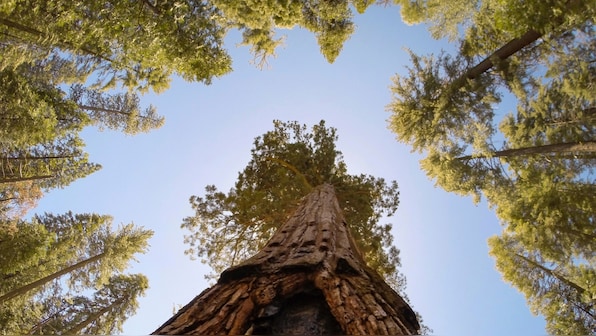 'Green gold': Pakistan plants hundreds of millions of trees to fight deforestation