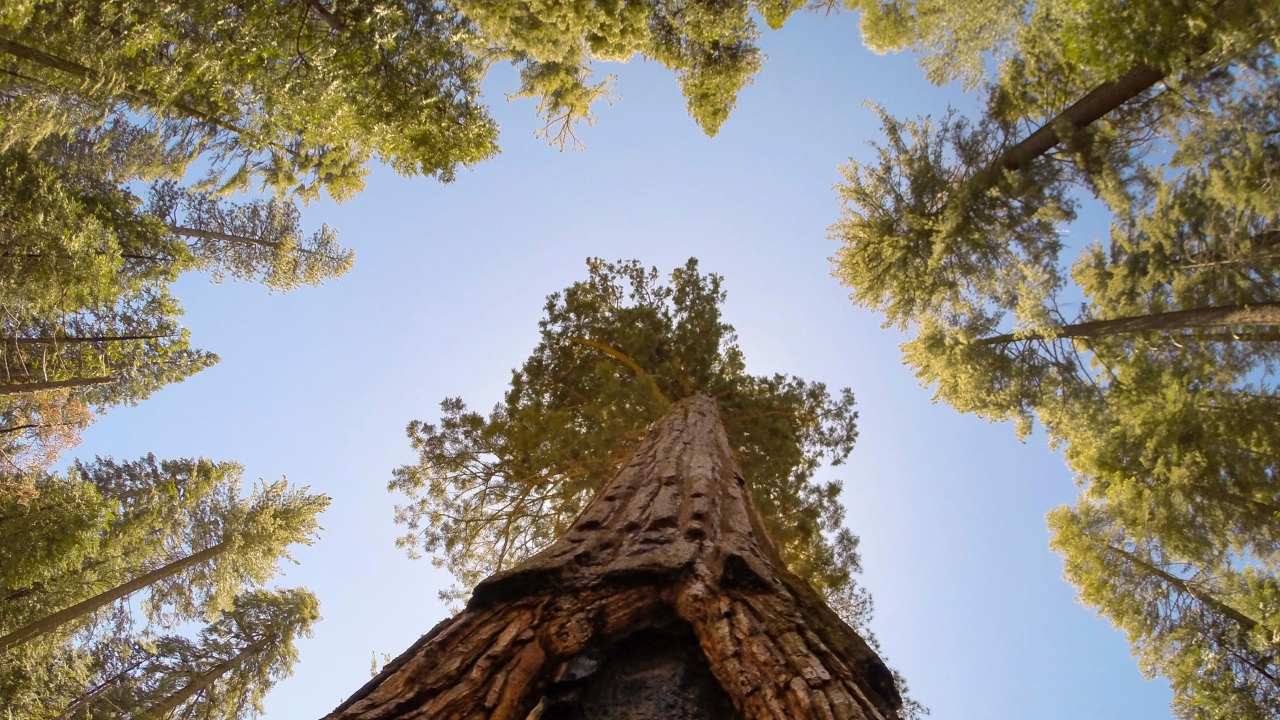 'Green gold': Pakistan plants hundreds of millions of trees to fight deforestation 'Green gold': Pakistan plants hundreds of millions of trees to fight deforestation