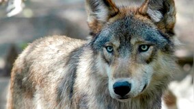 US considers dropping legal protections for gray wolves across 48 states