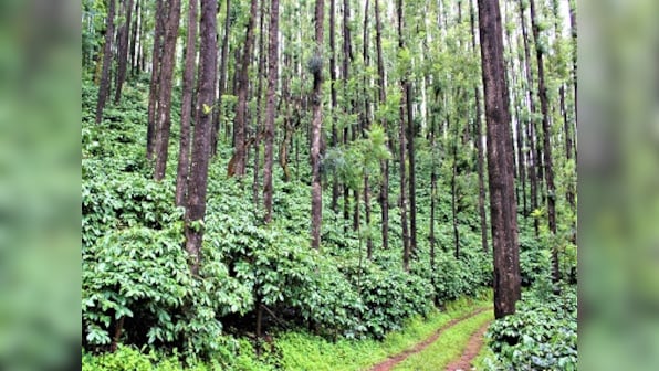 Sreeraksha Poornesh on running a century-old coffee plantation, the rise of speciality roasters