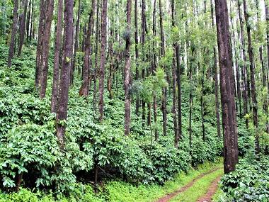 Sreeraksha Poornesh on running a century-old coffee plantation, the rise of speciality roasters