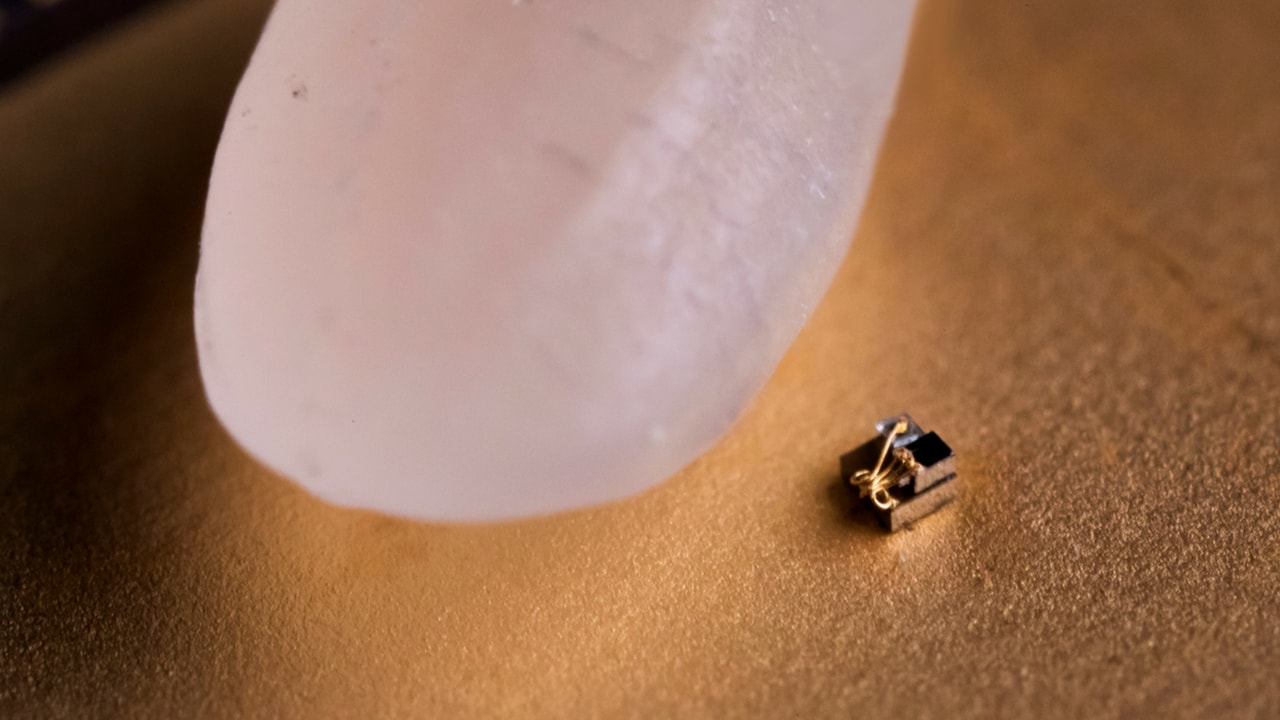 The computer measures just 0.3 mm dwarfed by a grain of rice. Image: University of Michigan News