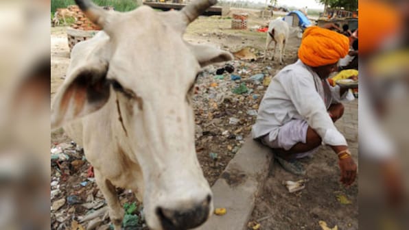 Telangana BJP MLA says lynching won't stop unless cow gets status of 'Rashtra Mata'; urges MPs to make demand in parliament