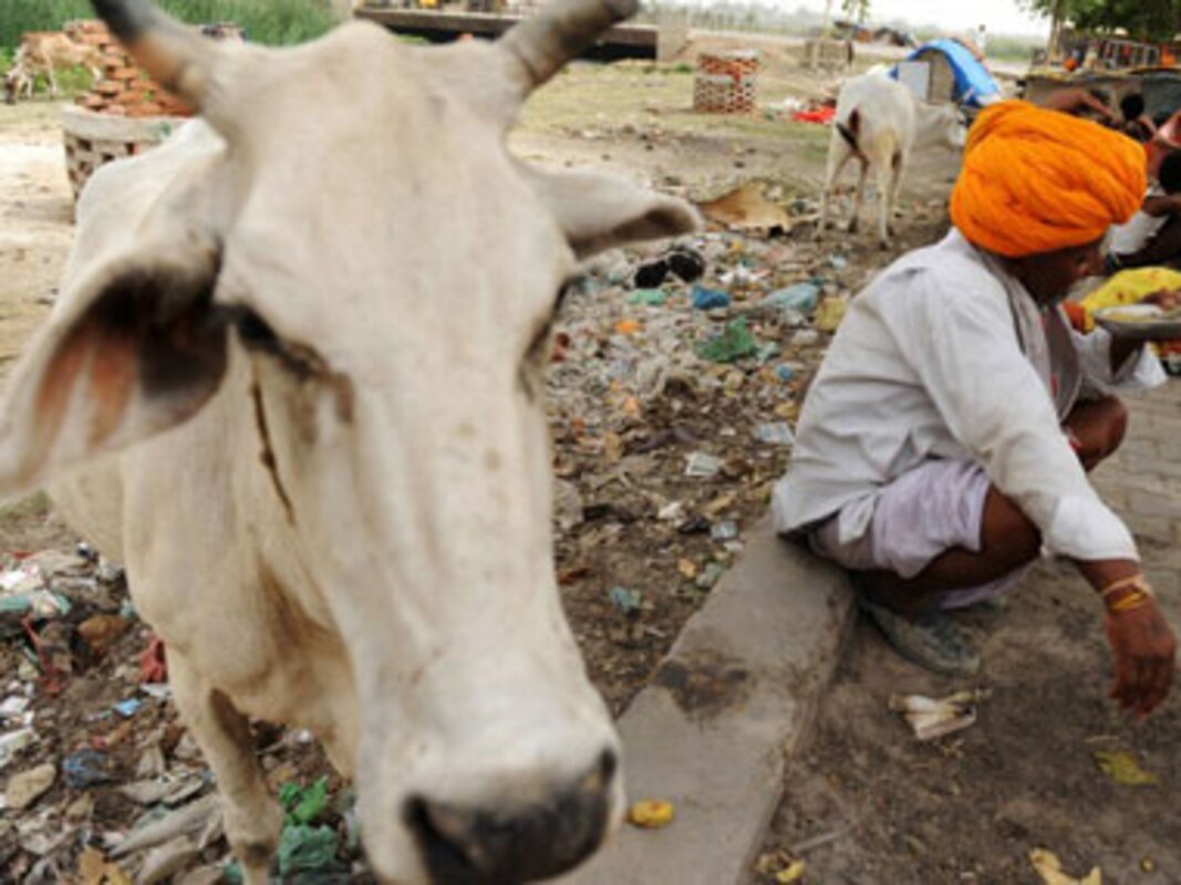 Gaumata to cow menace: Adityanath's doltish love for Hindutva angers  farmers, cattle traders as bovine population explodes-India News , Firstpost