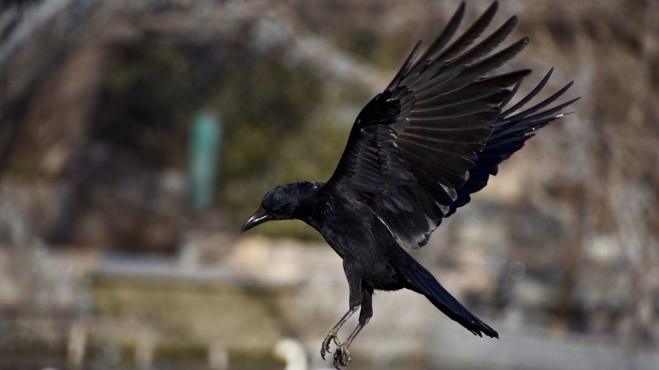 Crows 'reverse engineer' tools from memory, pass designs to future  generations- Technology News, Firstpost