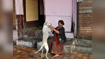 No more 'one home, one dog' policy in Bengaluru: BBMP withdraws controversial pet licensing law following outrage