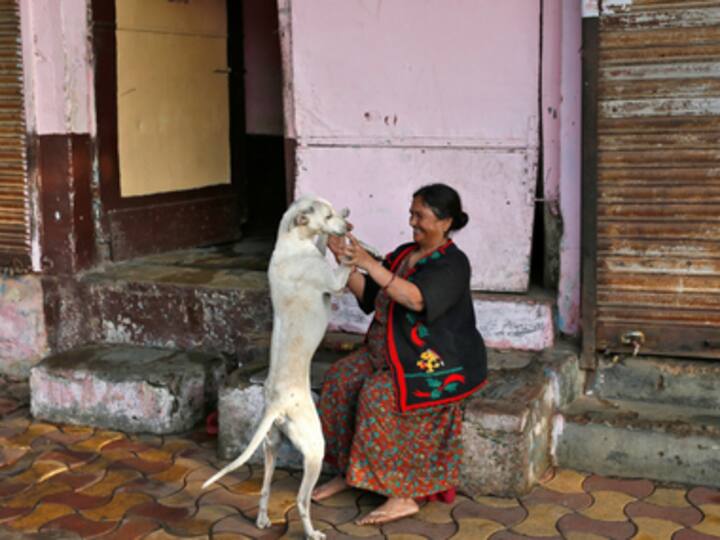 No more 'one home, one dog' policy in Bengaluru: BBMP withdraws controversial pet licensing law following outrage