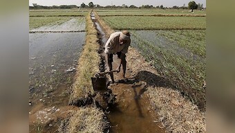 Farm advisory body CACP says govt should consider bringing new law 'Right to Sell at MSP' for farmers