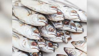 21,600 kg of formalin-laced fish seized in Kerala under Operation Sagar Rani: All you need to know about the carcinogen
