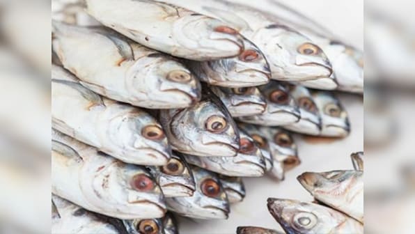 21,600 kg of formalin-laced fish seized in Kerala under Operation Sagar Rani: All you need to know about the carcinogen