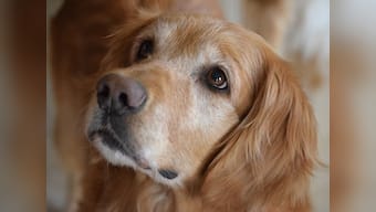 BBMP's one home, one dog policy in Bengaluru faces backlash, 'Not Without My Dog' campaign fights to quash it