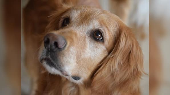 BBMP's one home, one dog policy in Bengaluru faces backlash, 'Not Without My Dog' campaign fights to quash it